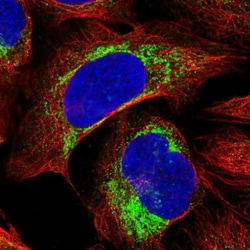 FAM36A Antibody, Novus Biologicals 0.1mL; Unlabeled:Antibodies, Polyclonal